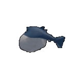 Puffer Fish